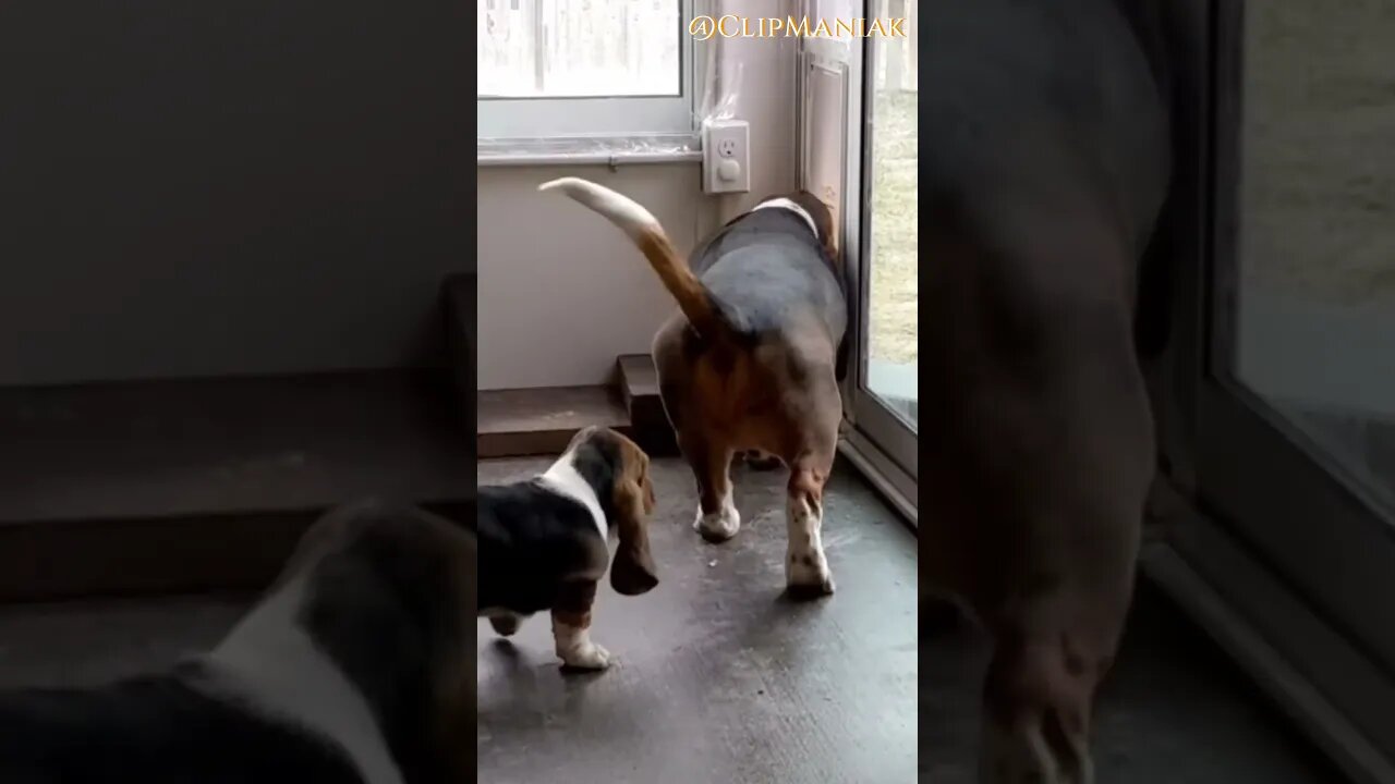 Patient Mom Dog Teaches Puppy How To Use Doggy Door