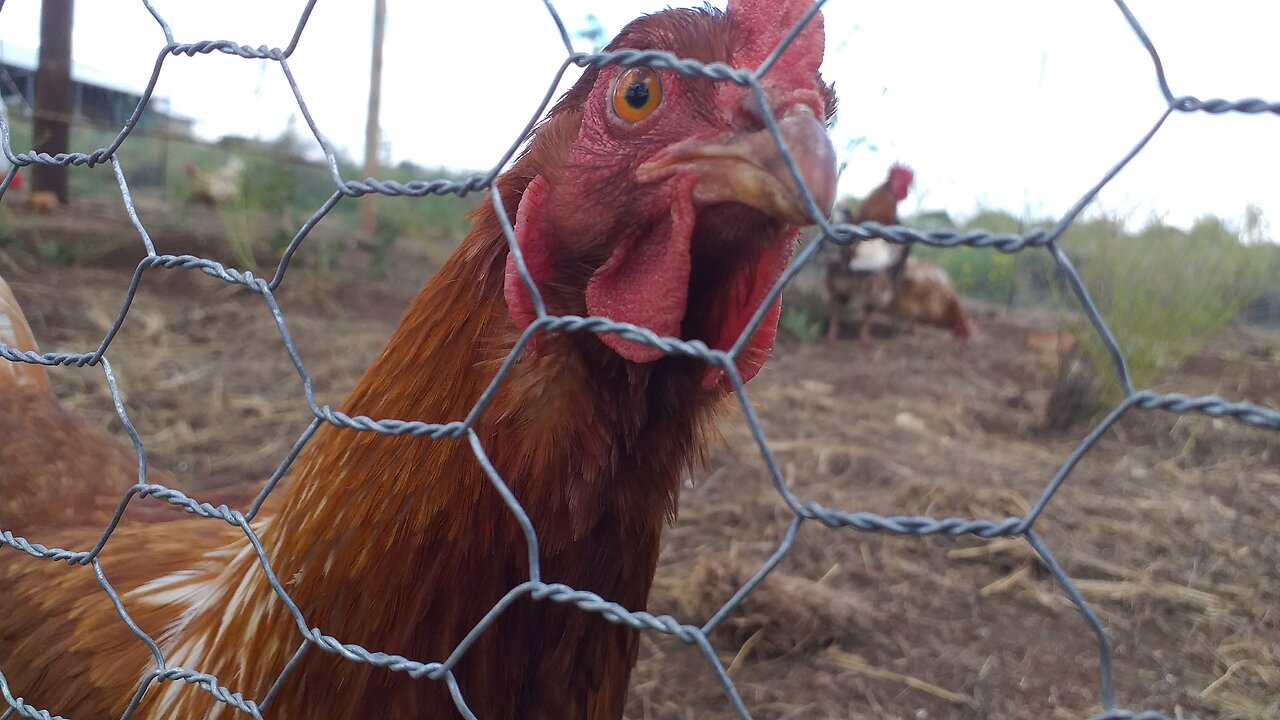 Building the permanent chicken run / chicken fence / homesteading