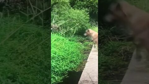 Puppy gets Airborne!!! #shorts