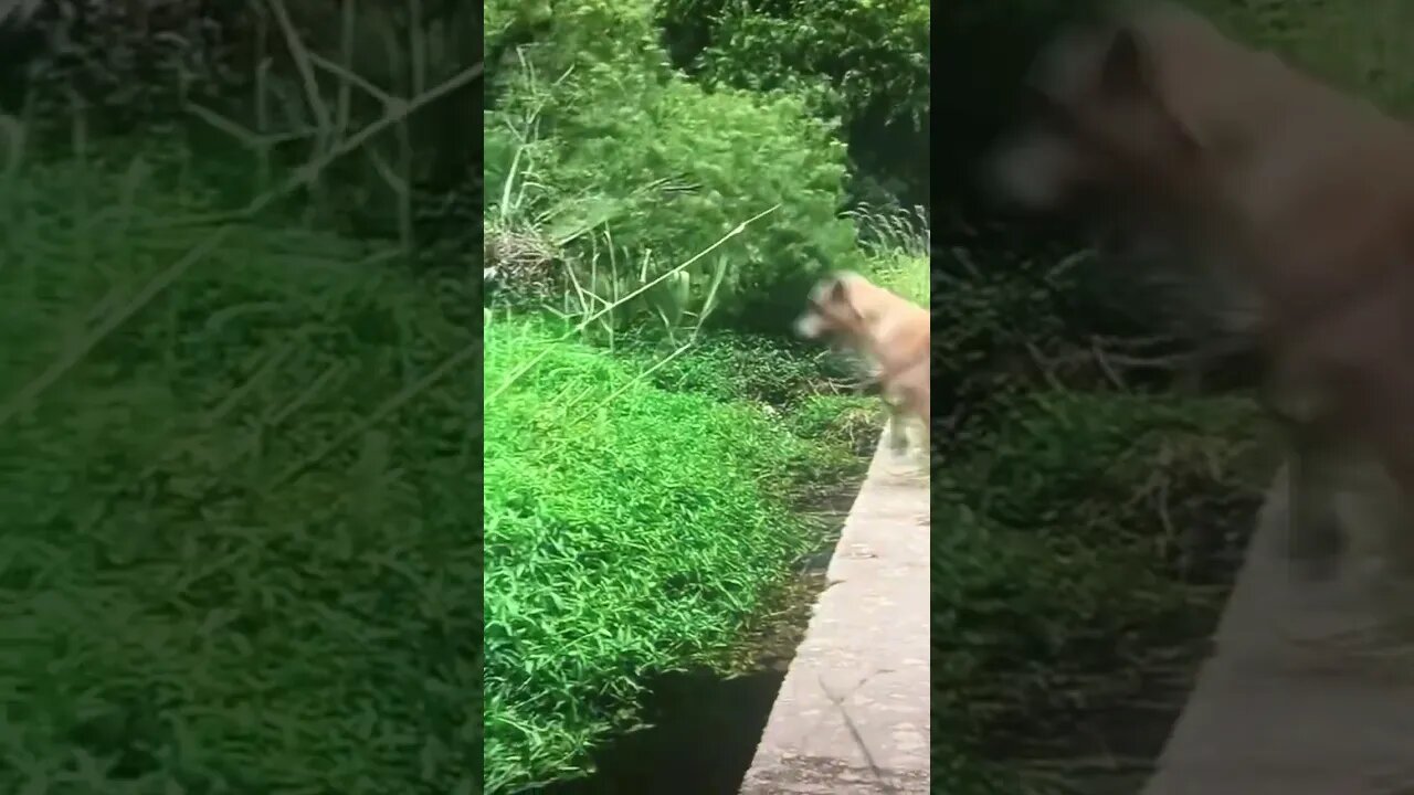 Puppy gets Airborne!!! #shorts