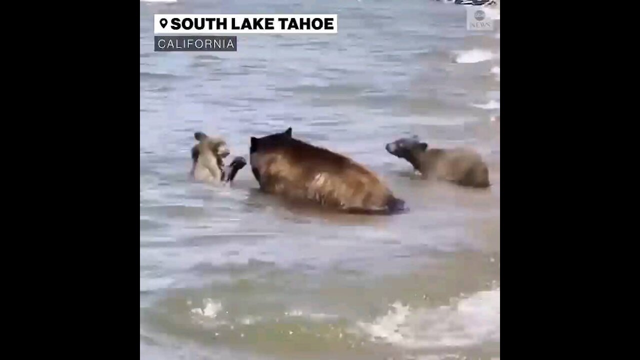 Bear family beats the heat at Lake Tahoe