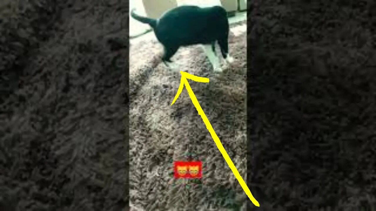 Gato Bartolomeu Tunico brincando com o tapete da sala 😹😹