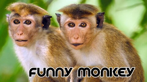 Funny monkey