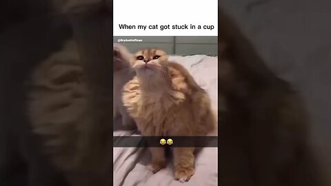 Funny Cat Meme