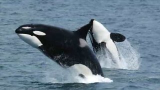 Orca curiosa aproxima-se de mergulhador!