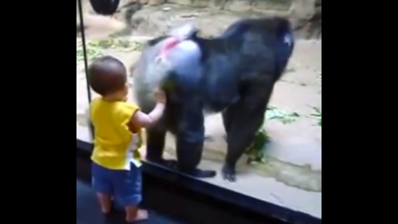 Funny video Animals Trolling Babies in The Zoo, MP4 720