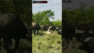 Herd of buffalo flick lion into air