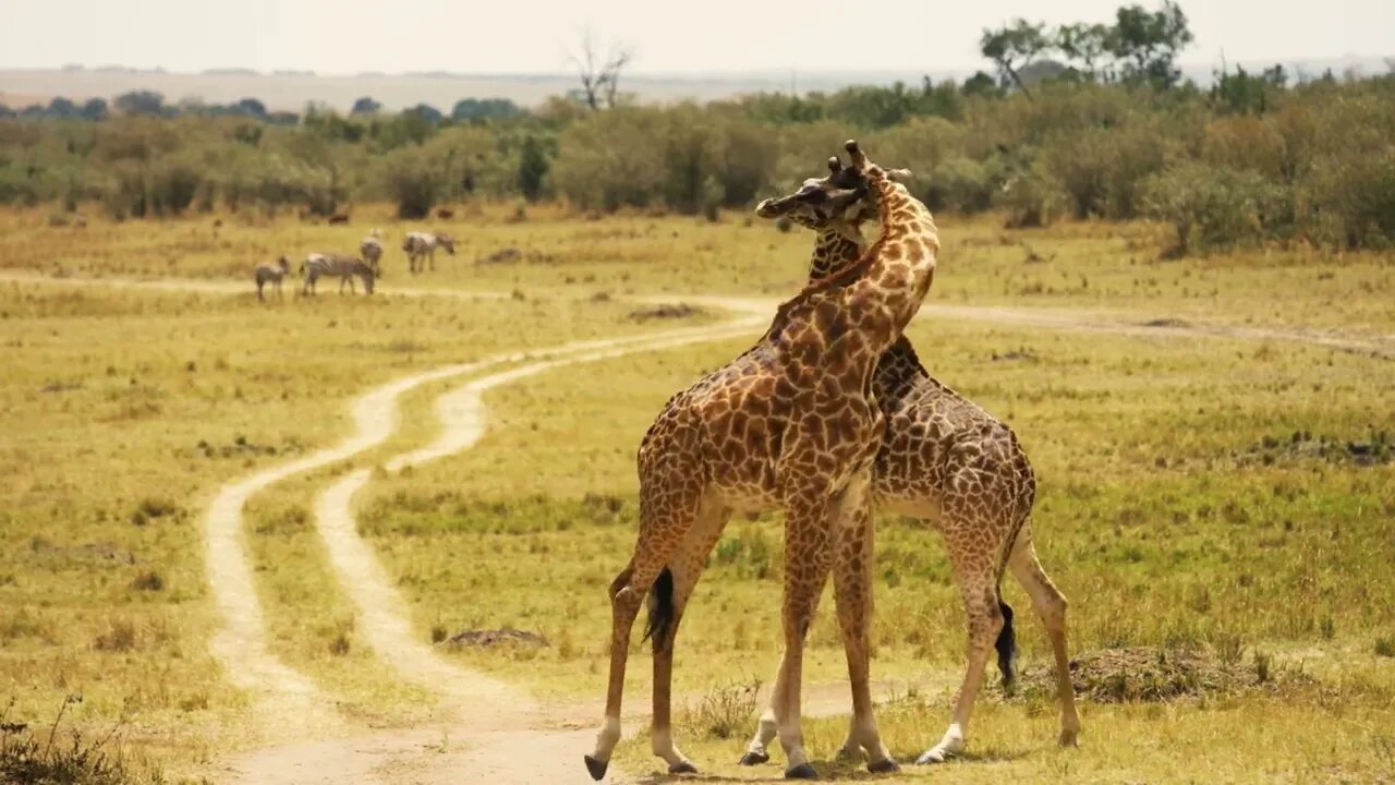 The tallest animal in the animal kingdom has the longest neck