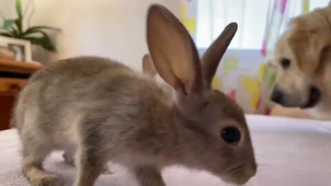 Golden Retriever Teaches Baby Bunnies to Play Like Dogs