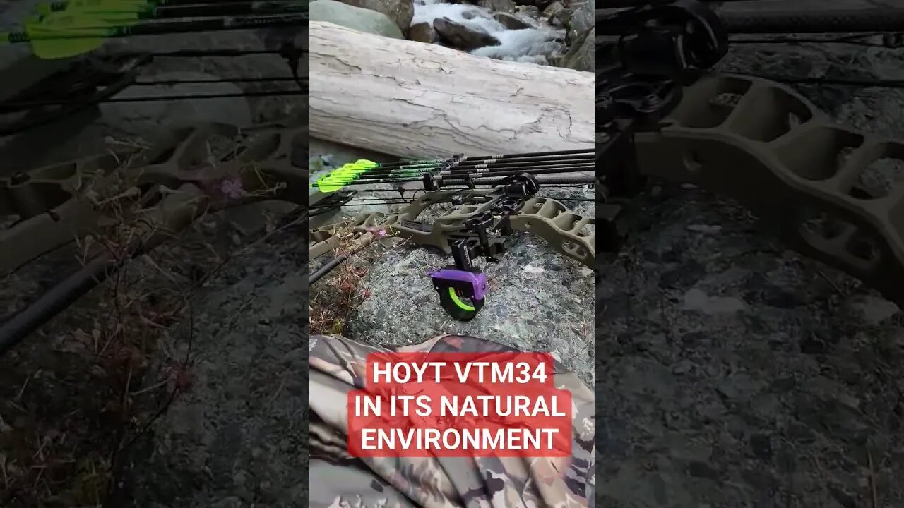 Observe the Hoyt VTM 34 in its natural environment!