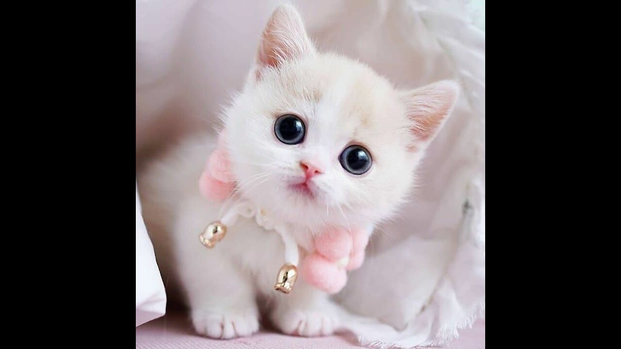 Very cute baby animals such as cats and dogs