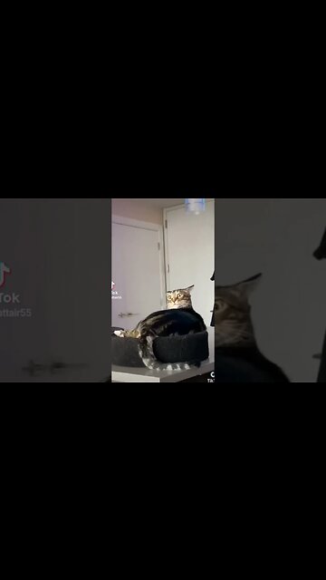 #funny #kitty #cats #cat #fy #animal #animals #foryou #cute #kitten #cat #kittycat #fypシ #tiger #fye