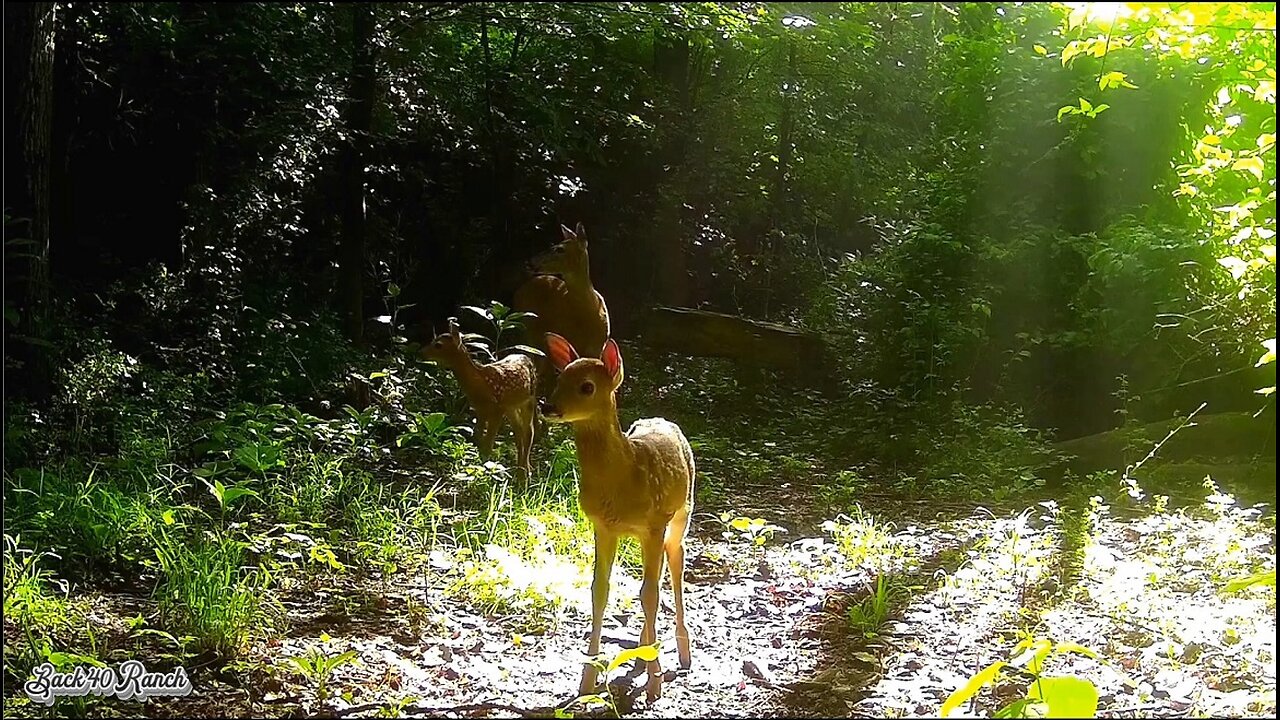 Two more new fawns at the ranch!