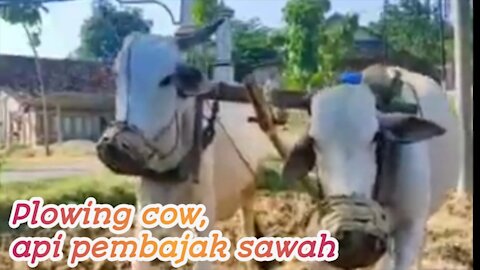 Sapi pembajak sawah