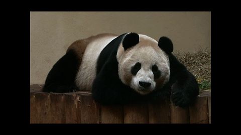 Possibly Pregnant Panda