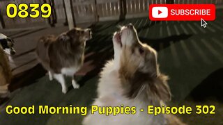 [0839] GOOD MORNING PUPPIES - EPISODE 302 [#dogs #doggos #doggies #puppies #dogdaycare]