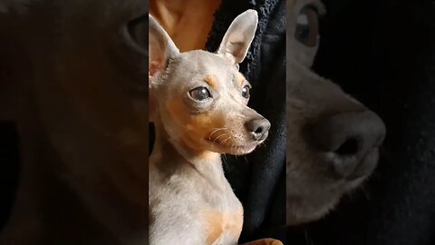 Miniature Pinscher RARE Blue and Tan (lookalike, Dobermann dog)