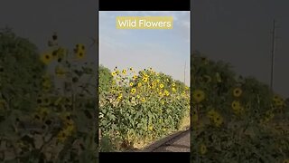 WILD Sun Flowers ☀️🌻 along an Arizona Highway