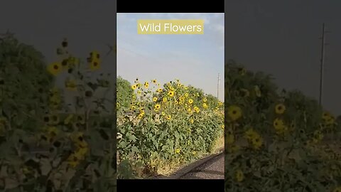 WILD Sun Flowers ☀️🌻 along an Arizona Highway