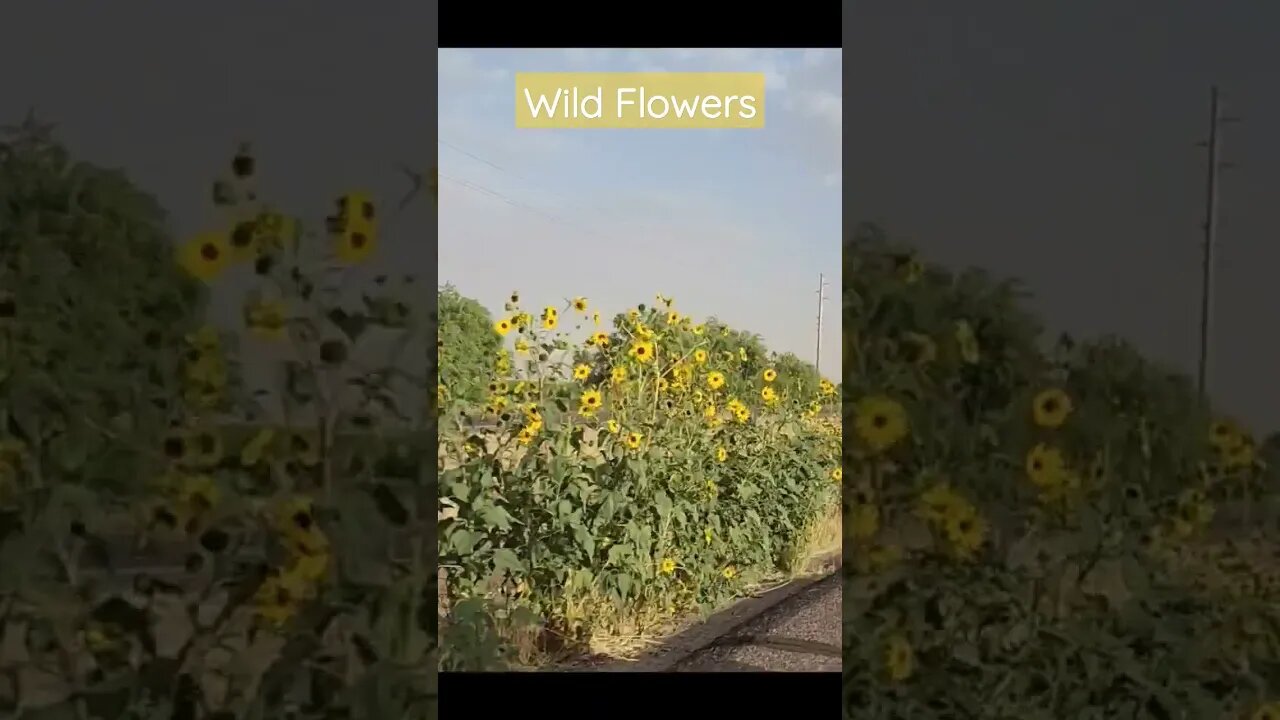 WILD Sun Flowers ☀️🌻 along an Arizona Highway