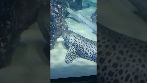 Aquarium #malta
