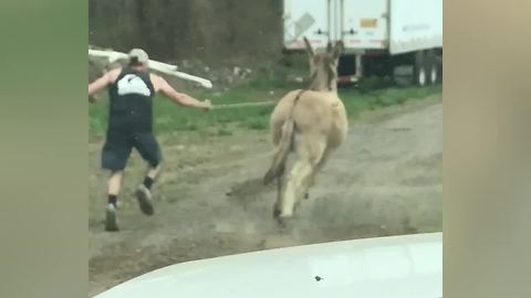 Man VS Donkey - And The Donkey Wins!