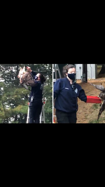 Police rescue Red-tailed hawk from certain death