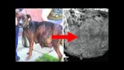 Pregnant Pitbull refuses to give birth: After one look at the ultrasound the vet understands why