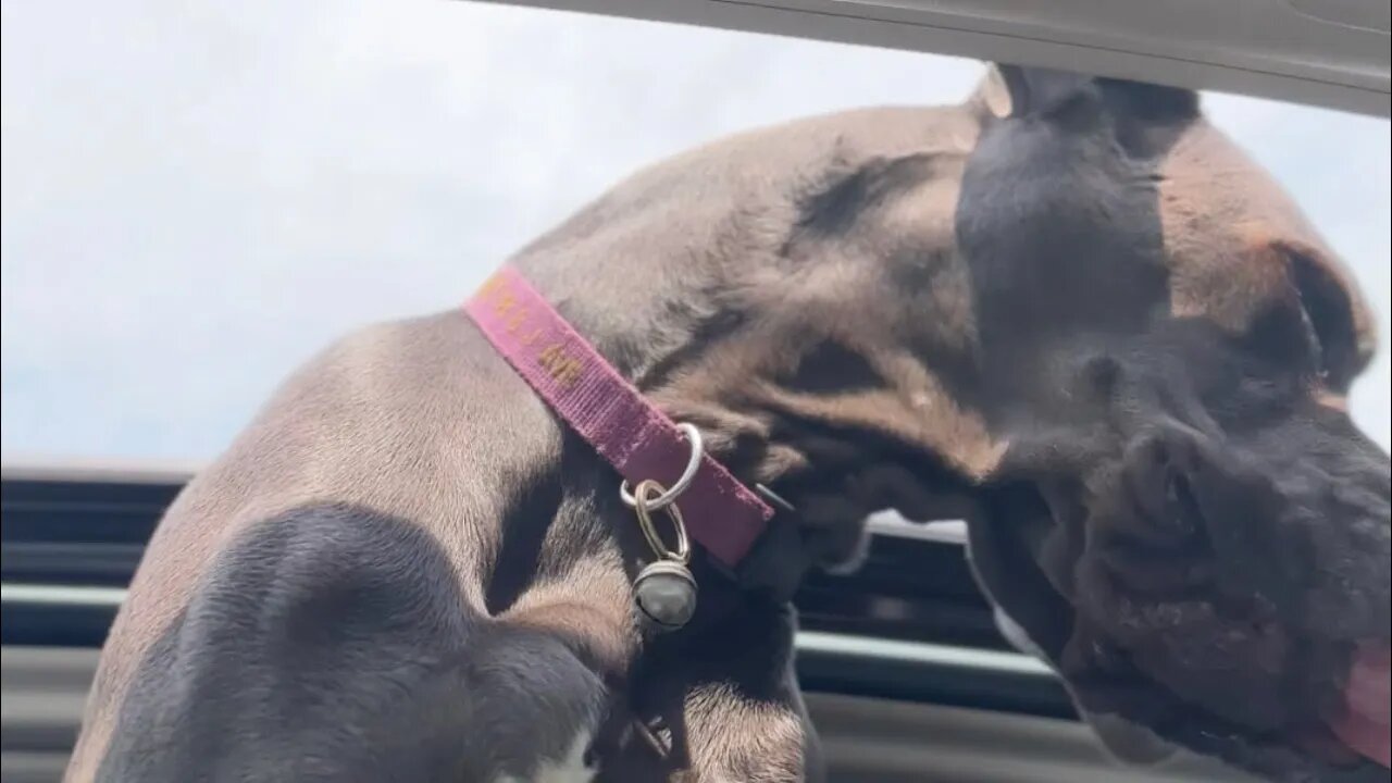 Edith and a sunroof, bad, bad singing🤣