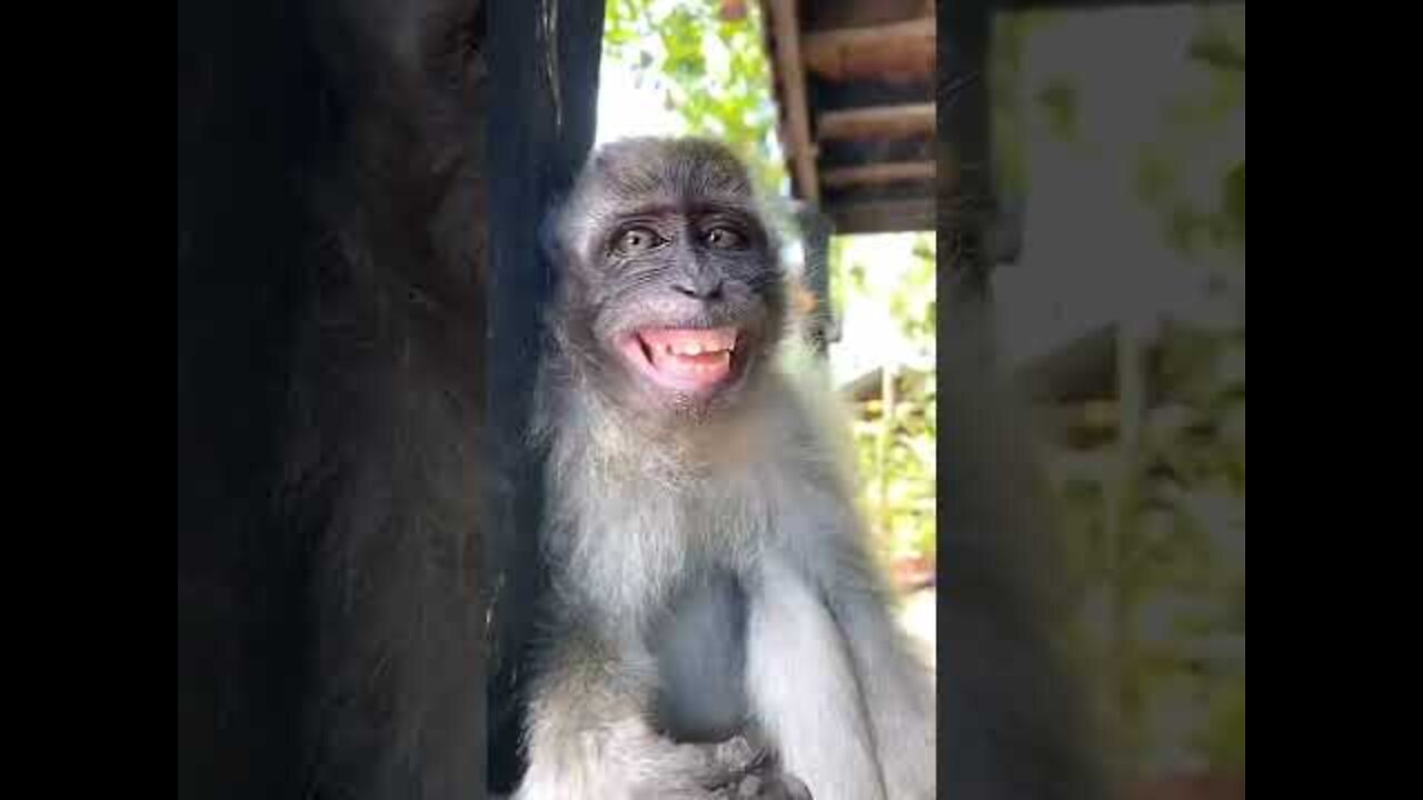 Crazy monkey.. funny animal..