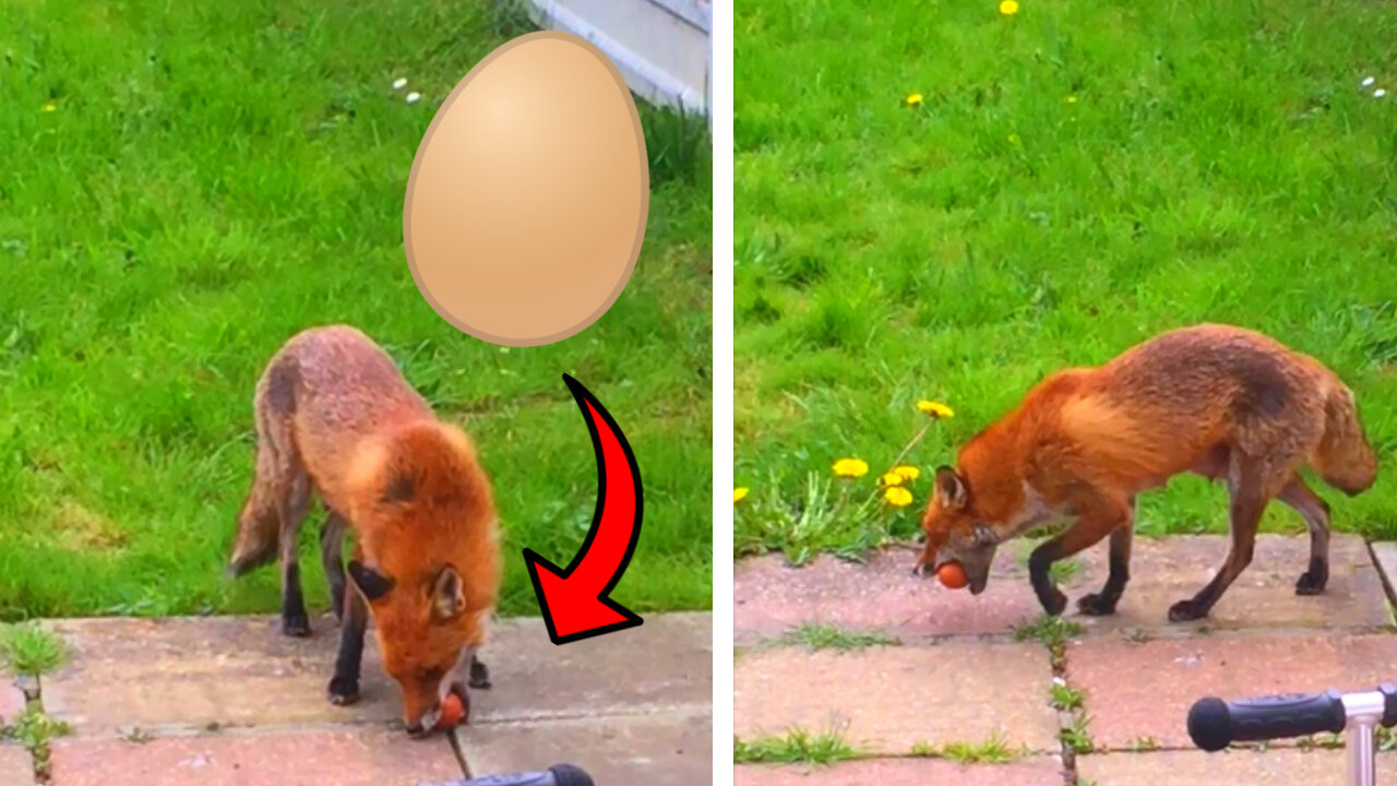 Mummy Fox Carefully Takes A Whole Egg Back To Her Pups!