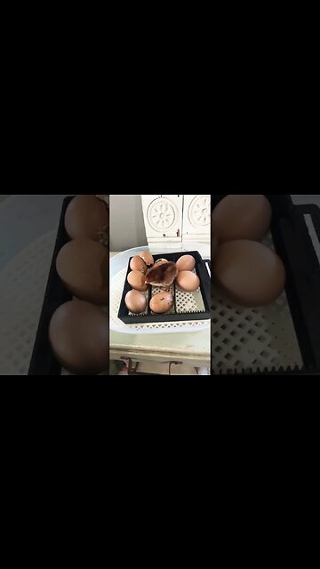 What is that chirping!!!!!