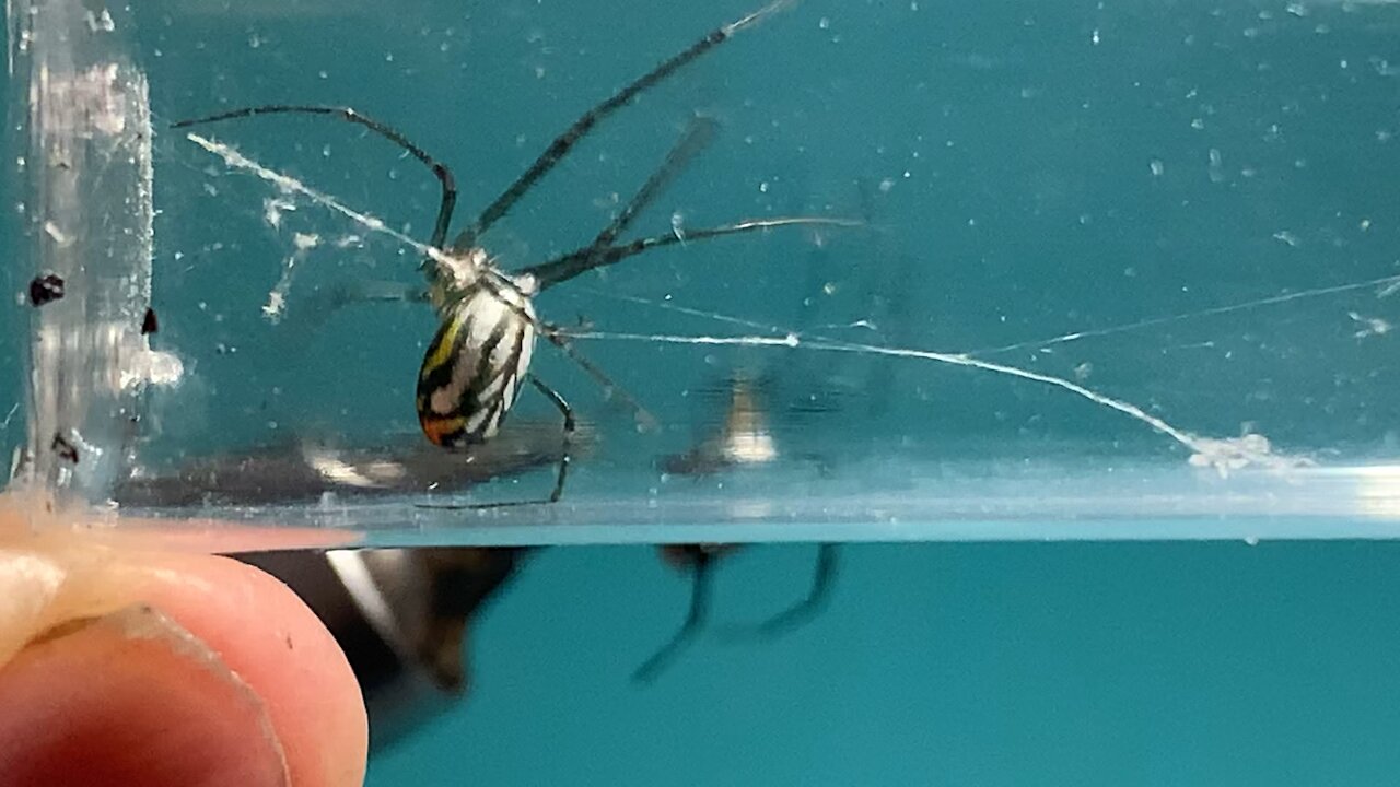 Green Orchid Spider and fishing fly