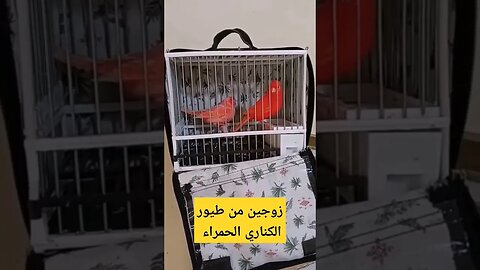 طيور الكناري الحمراء