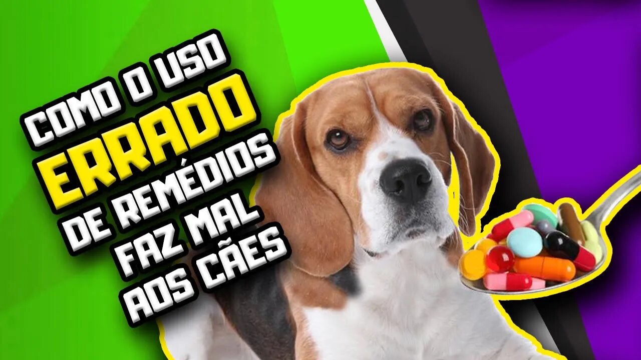 Como os remédios de alergia e atopia podem ATRAPALHAR seu cachorro e como evitar PROBLEMAS