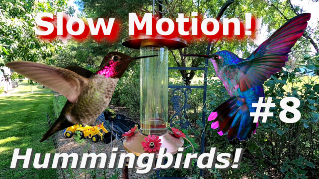 JEDI Speed Hummingbird FIGHT Cam Slow Motion Beautiful Birds in flight #8