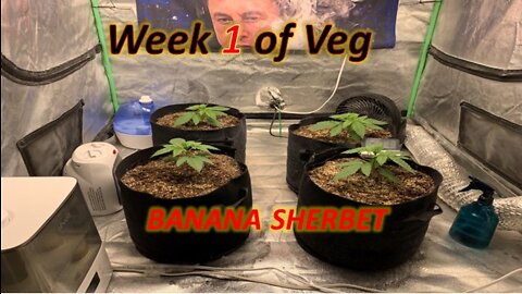 Week 1 of Veg of Banana Sherbet (Day 7)