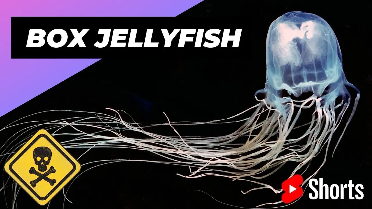 Box Jellyfish 🌊 One Of The Most Dangerous Creatures In The World #shorts #jellyfish #oceancreature