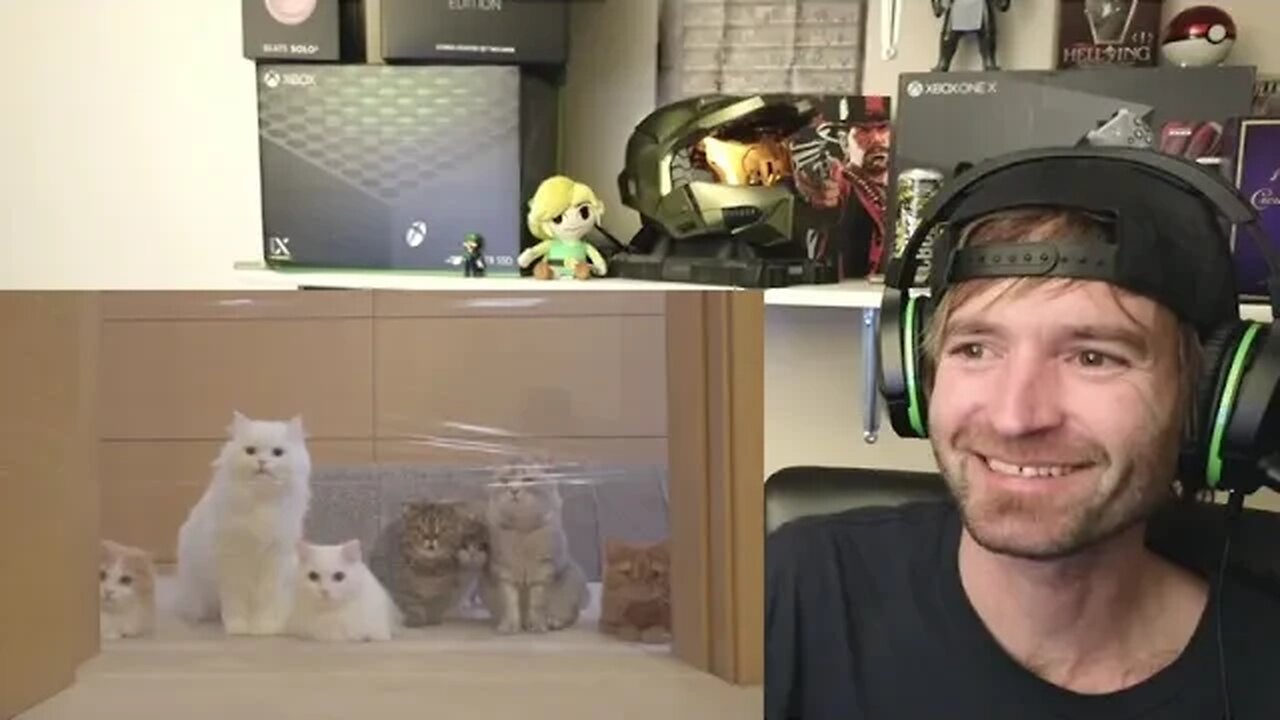 REACTION | Cats vs Invisible Wall