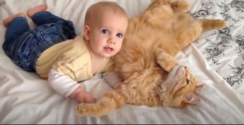 Babies Meeting Cats for the FIRST Time Compilation
