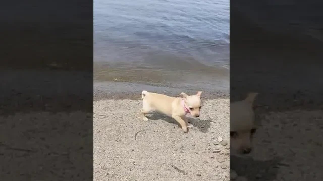 Miley checking out the river and thinking , nope not today #puppy #youtubeshorts #nature
