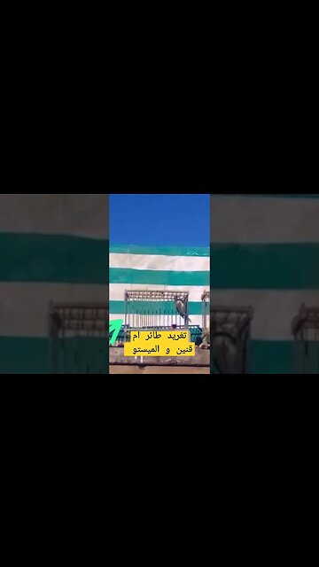 تغريد طائر أم قنين و الميستو