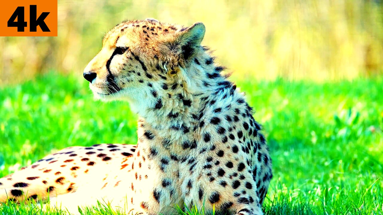 Amazing Wildlife - 4K Nature Documentary Film | beautiful animals
