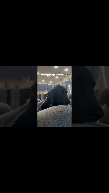 Grumpy dog #hedgehogshomestead