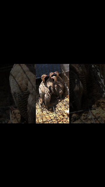Guinea Fowl keets moved closer to the trees Day 12 - 7 weeks old