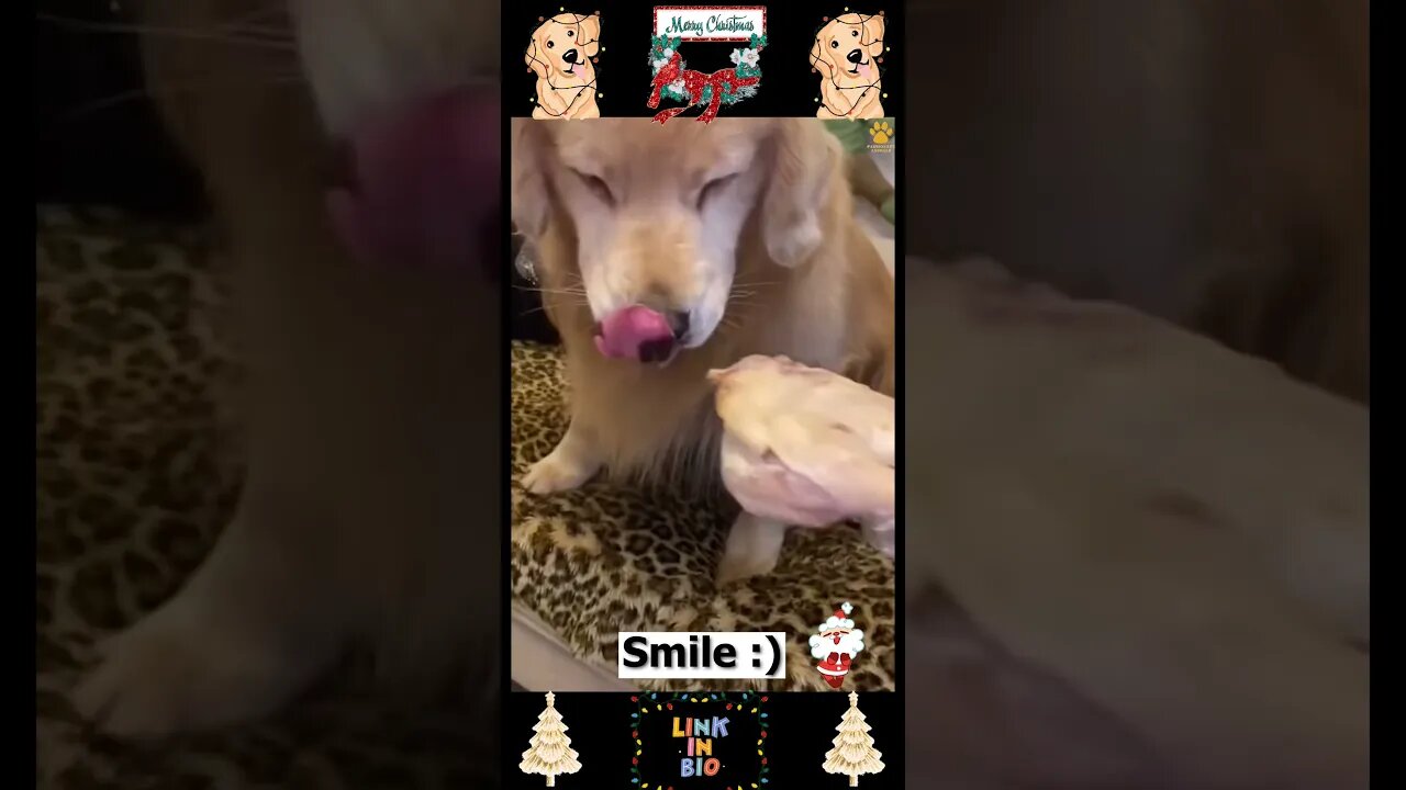 #01_😂🐶😂 #Baby #Dogs - #Cute and #Funny #Dog Video 😂🐶😂 (#2022)