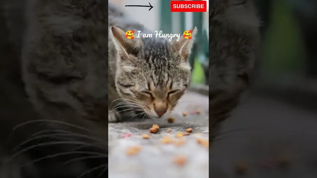 Cute Hungry Cat#shorts #catvideos #catlovers #cats