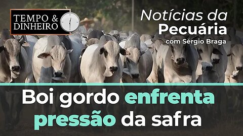 Boi gordo enfrenta pressão da safra e leva junto o preço do bezerro