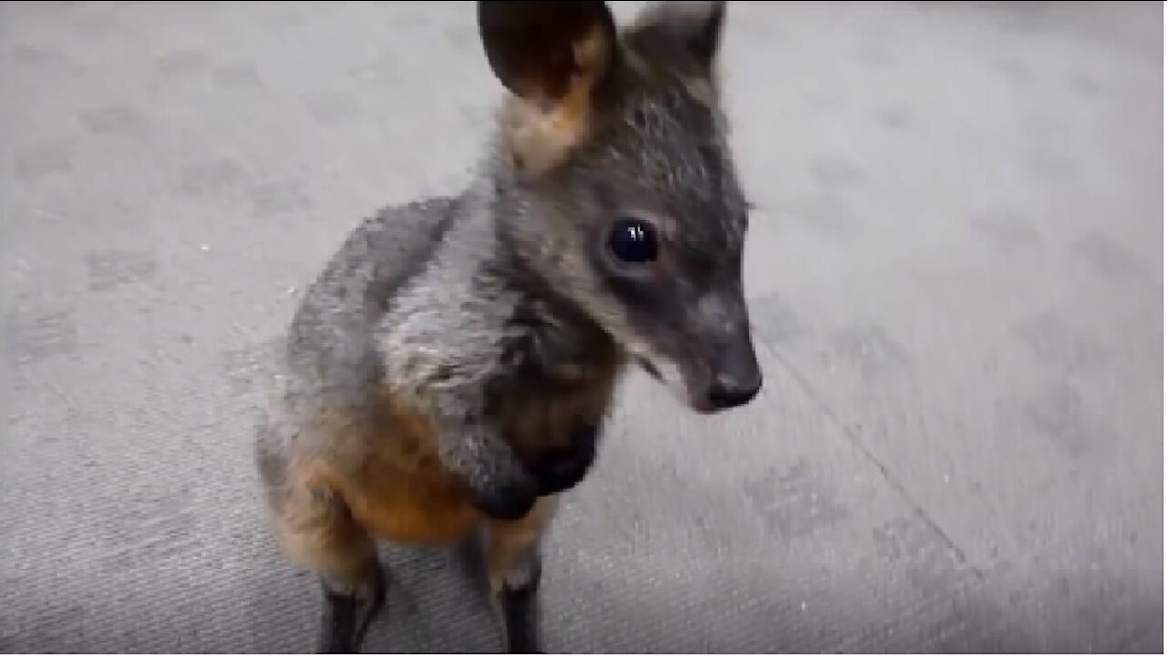 Baby Kangaroos - CUTE Compilation