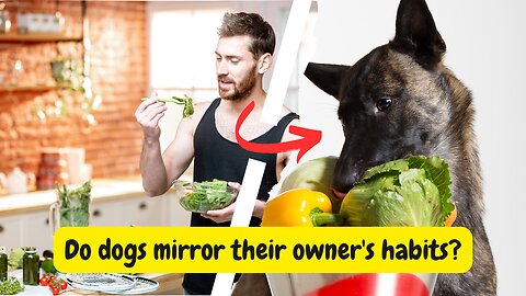 Do Dogs Mirror Their Owner's Habits? | Exploring the Fascinating Relationship